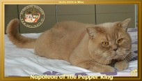 GIC Napoleon of the Pepper King